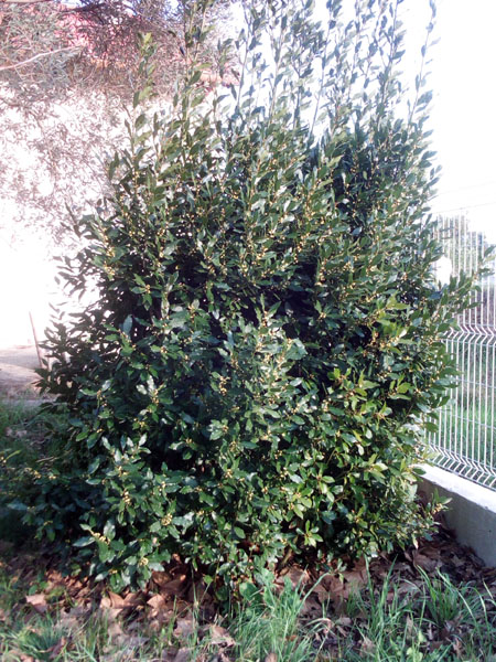 buison de laurier-sauce